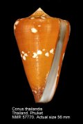 Conus crocatus thailandis